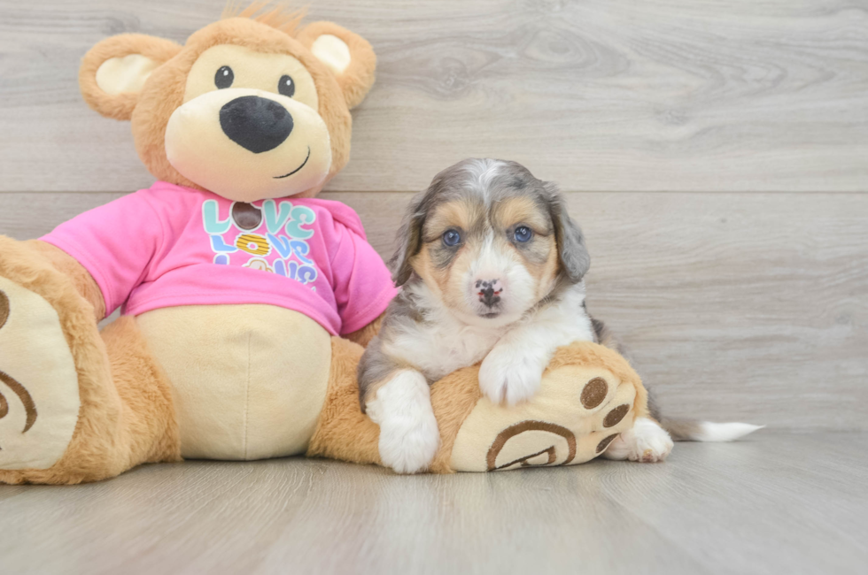 5 week old Aussiechon Puppy For Sale - Pilesgrove Pups
