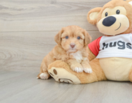 7 week old Aussiechon Puppy For Sale - Pilesgrove Pups