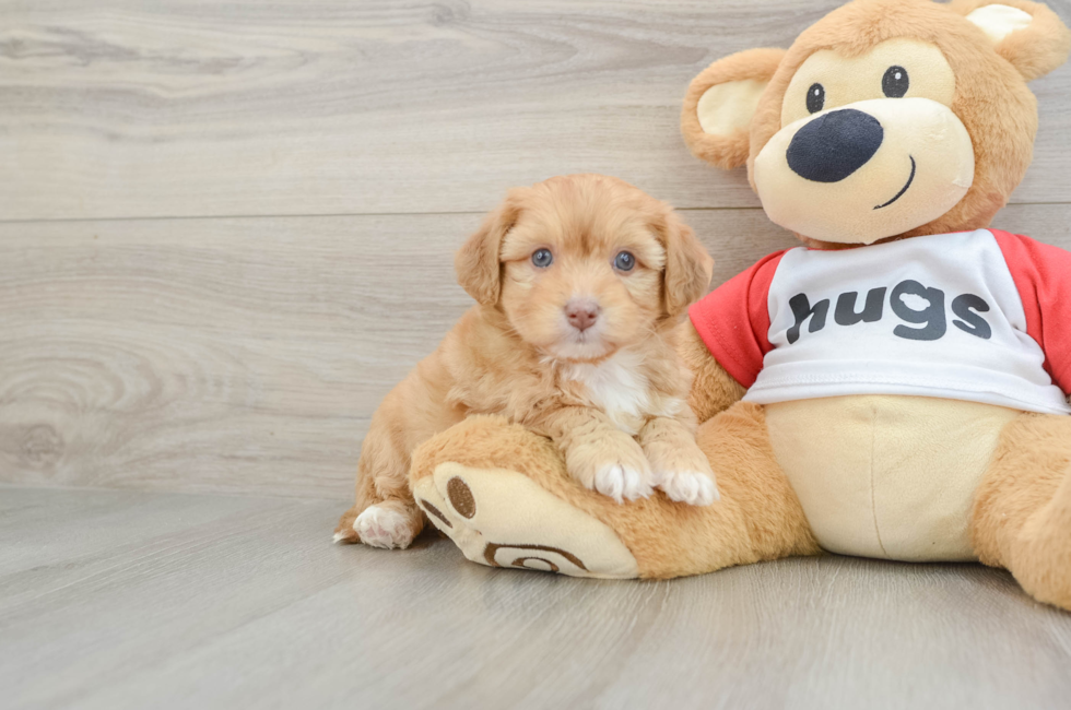 5 week old Aussiechon Puppy For Sale - Pilesgrove Pups