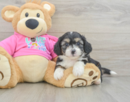 6 week old Aussiechon Puppy For Sale - Pilesgrove Pups