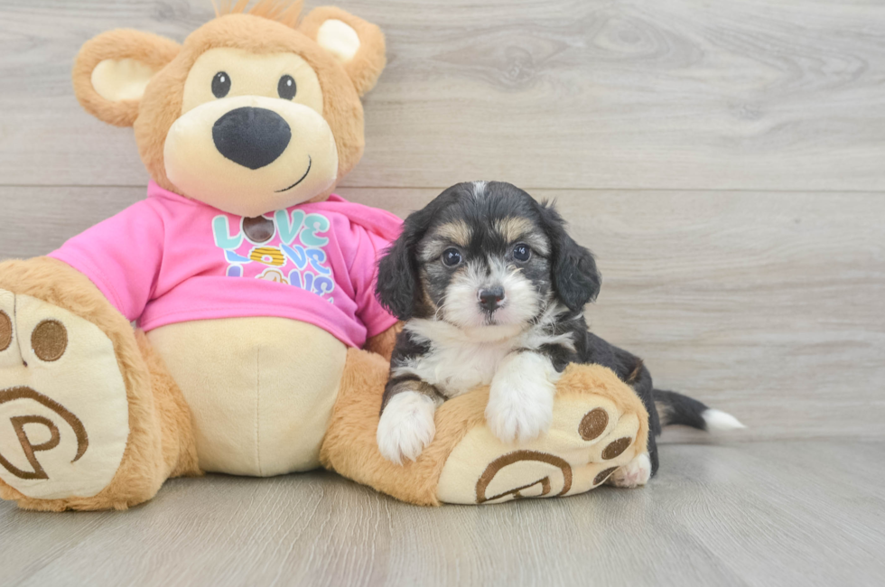 5 week old Aussiechon Puppy For Sale - Pilesgrove Pups