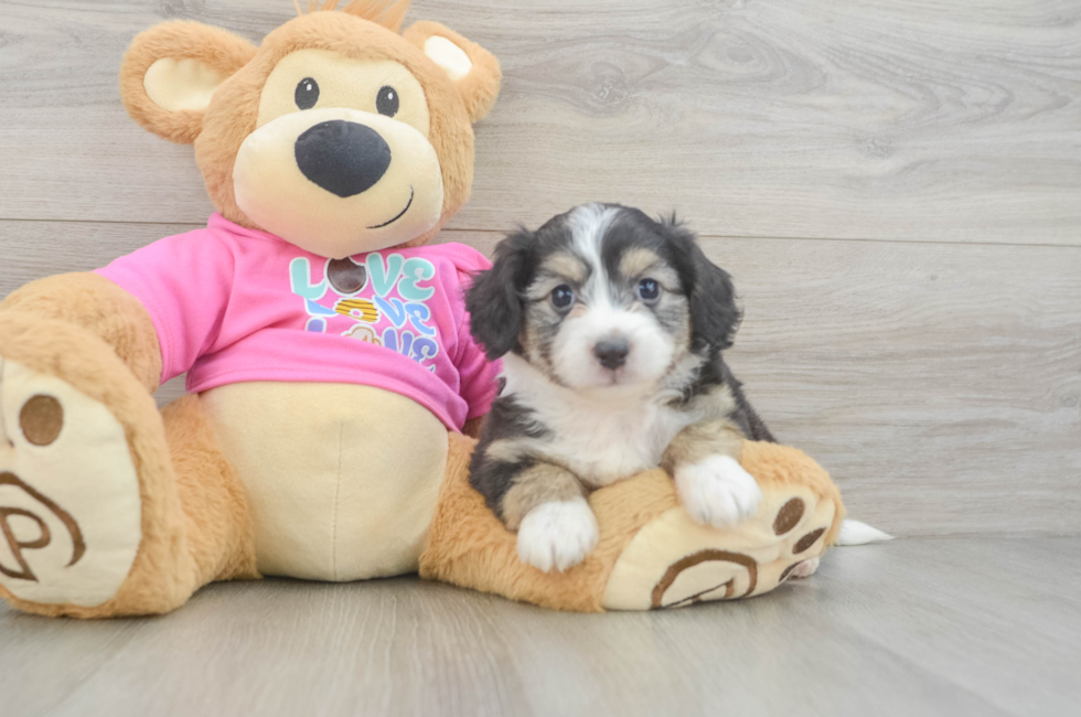 5 week old Aussiechon Puppy For Sale - Pilesgrove Pups