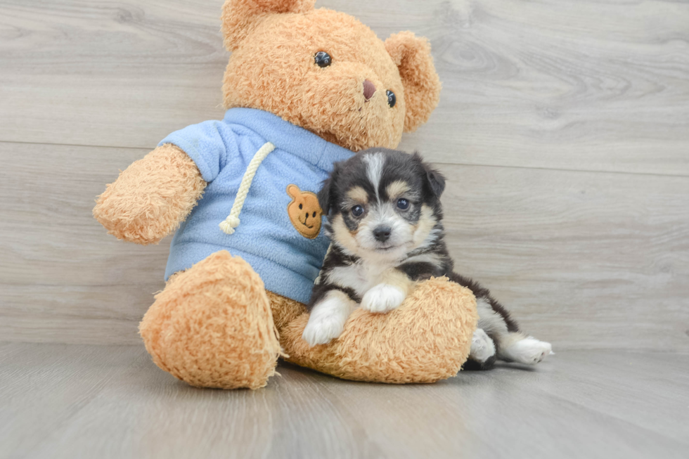 Adorable Aussie Bichon Designer Puppy