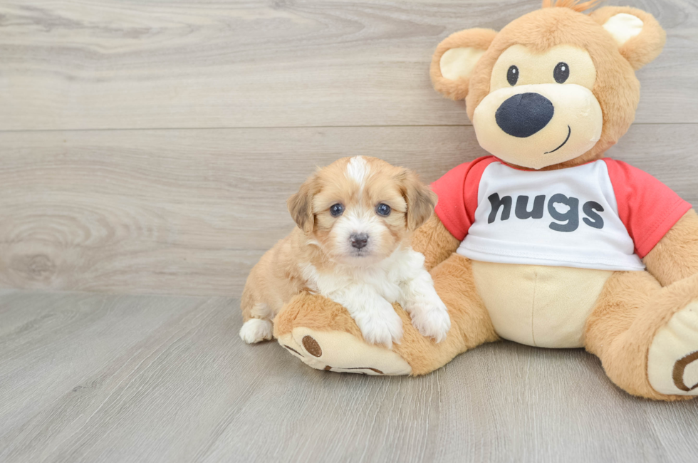 5 week old Aussiechon Puppy For Sale - Pilesgrove Pups