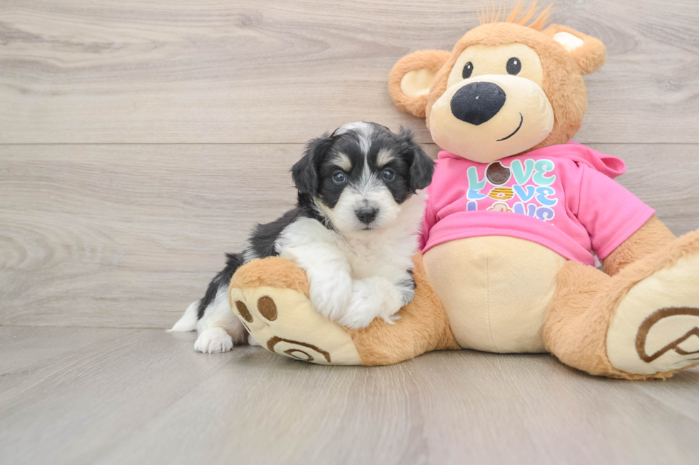 Sweet Aussiechon Baby