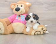7 week old Aussiechon Puppy For Sale - Pilesgrove Pups