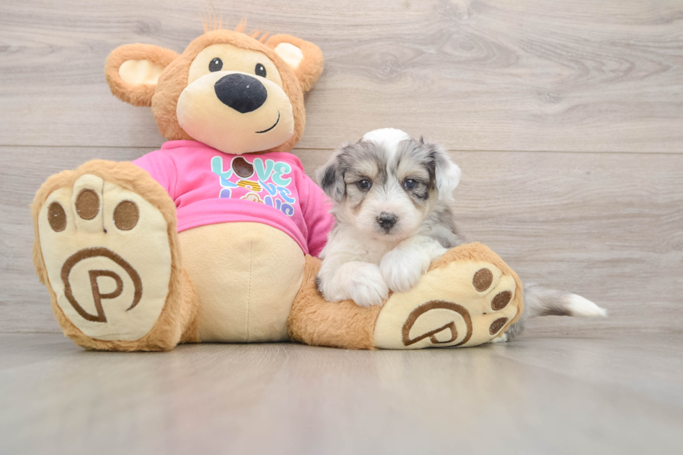 Aussiechon Puppy for Adoption