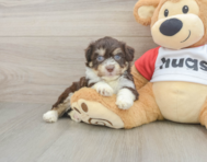 5 week old Aussiechon Puppy For Sale - Pilesgrove Pups
