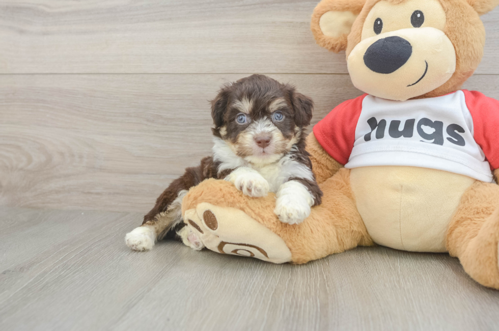 5 week old Aussiechon Puppy For Sale - Pilesgrove Pups