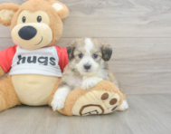 5 week old Aussiechon Puppy For Sale - Pilesgrove Pups