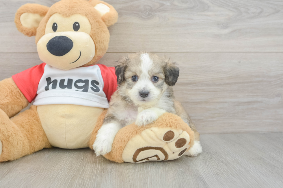 5 week old Aussiechon Puppy For Sale - Pilesgrove Pups
