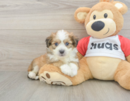 5 week old Aussiechon Puppy For Sale - Pilesgrove Pups