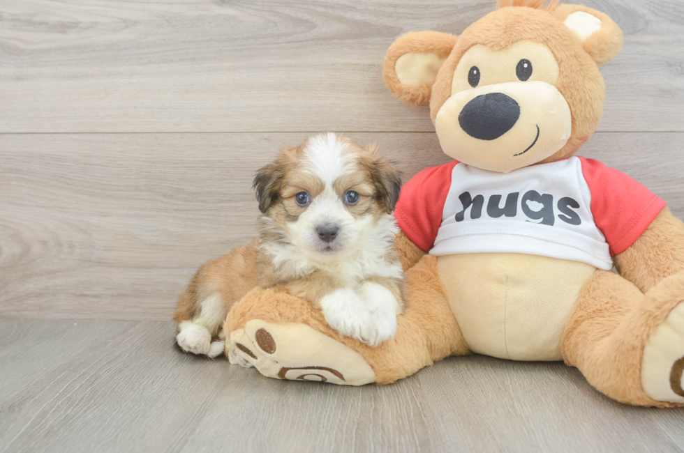 5 week old Aussiechon Puppy For Sale - Pilesgrove Pups