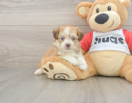 5 week old Aussiechon Puppy For Sale - Pilesgrove Pups