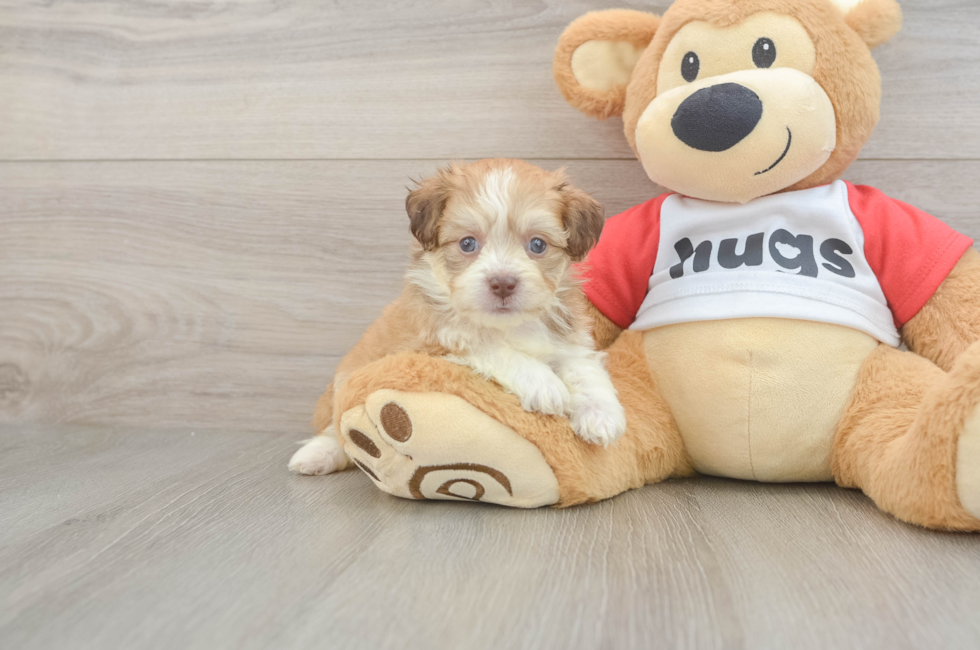 5 week old Aussiechon Puppy For Sale - Pilesgrove Pups