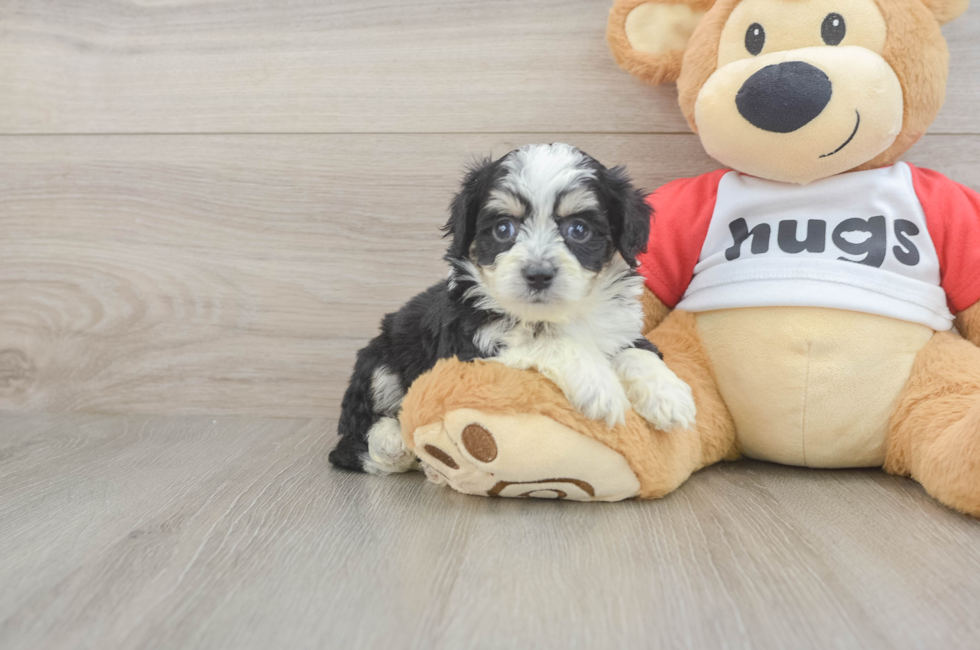 5 week old Aussiechon Puppy For Sale - Pilesgrove Pups