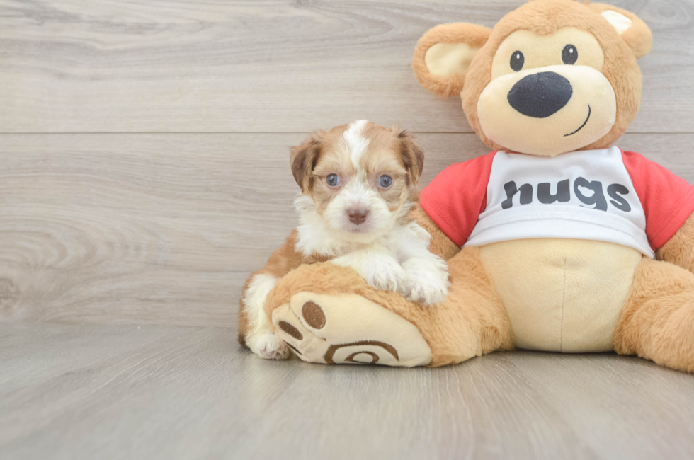 8 week old Aussiechon Puppy For Sale - Pilesgrove Pups