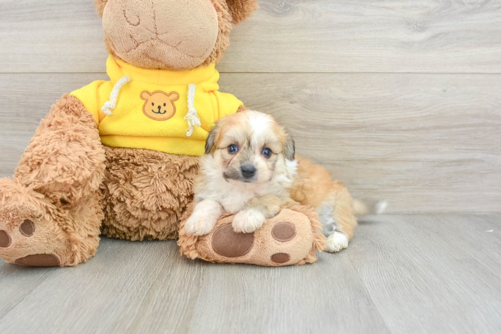 Little Aussie Bichon Designer Puppy