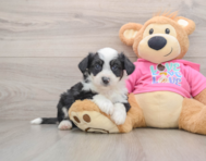 7 week old Aussiechon Puppy For Sale - Pilesgrove Pups