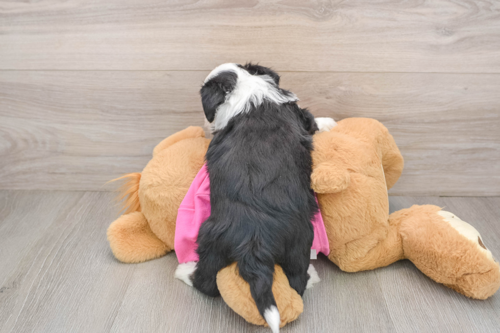 Popular Aussiechon Designer Pup