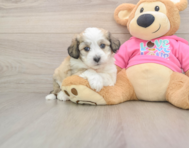 6 week old Aussiechon Puppy For Sale - Pilesgrove Pups