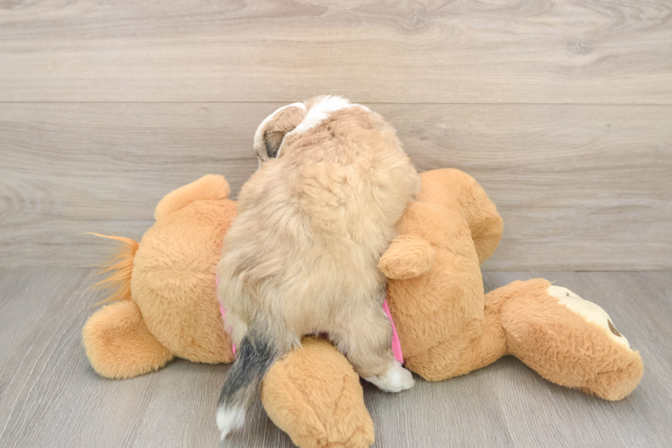 Aussiechon Puppy for Adoption