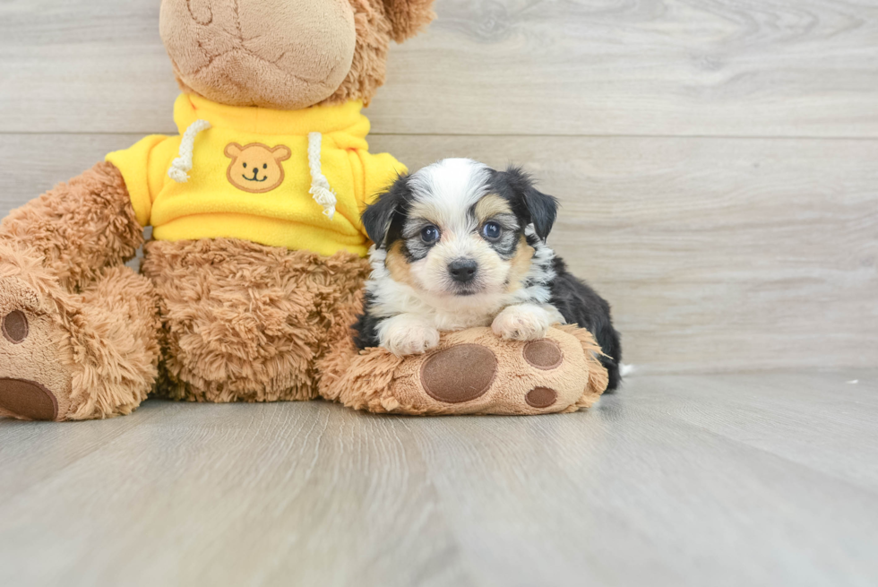 Aussiechon Puppy for Adoption