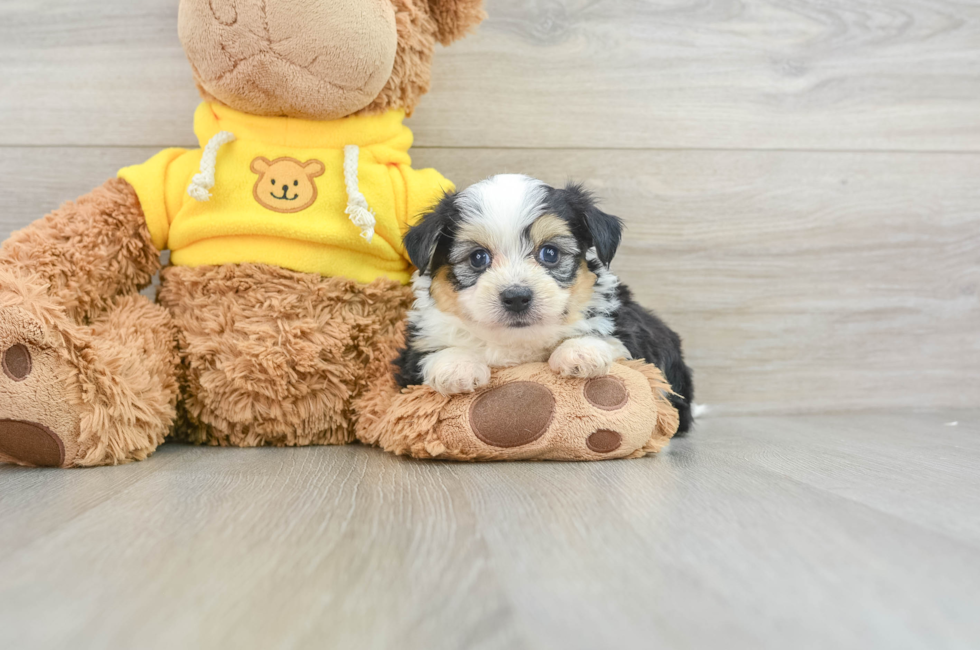 5 week old Aussiechon Puppy For Sale - Pilesgrove Pups