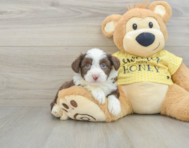 7 week old Aussiechon Puppy For Sale - Pilesgrove Pups