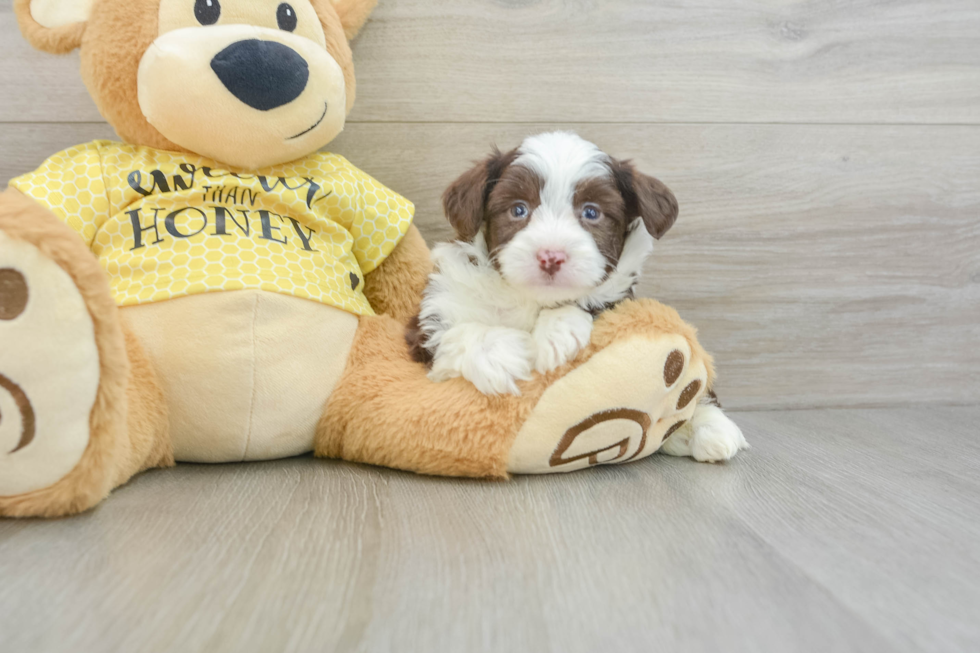 Aussiechon Pup Being Cute