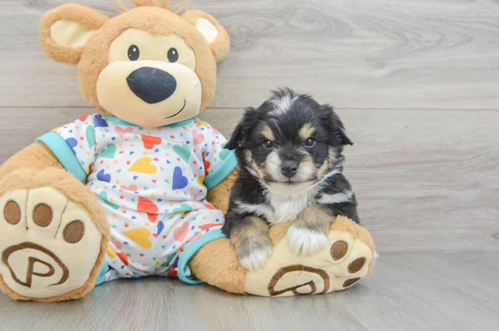 5 week old Aussiechon Puppy For Sale - Pilesgrove Pups