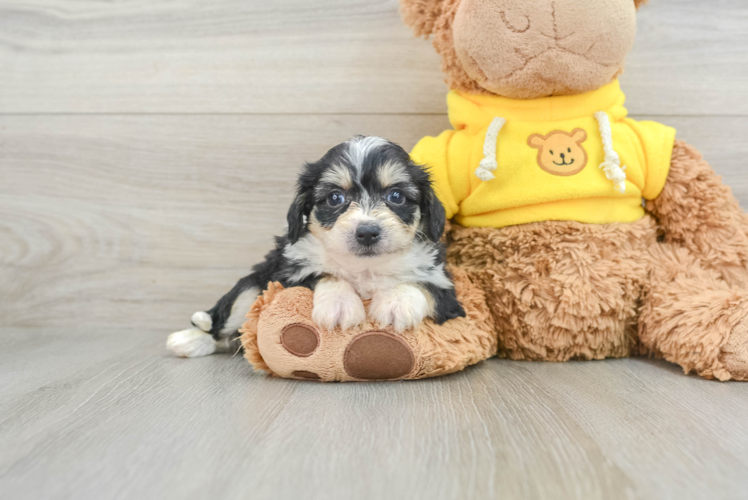 Popular Aussiechon Designer Pup