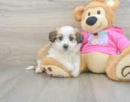 6 week old Aussiechon Puppy For Sale - Pilesgrove Pups