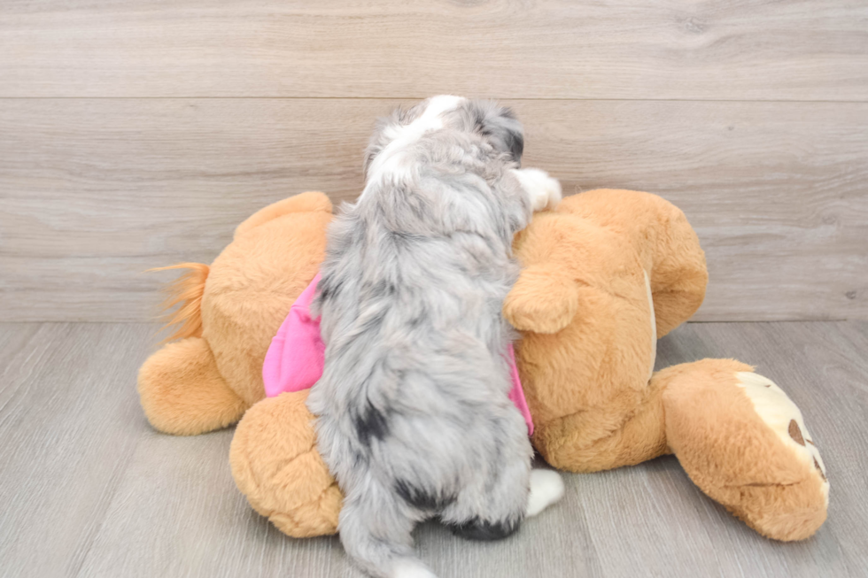 Aussiechon Pup Being Cute