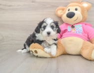 8 week old Aussiechon Puppy For Sale - Pilesgrove Pups