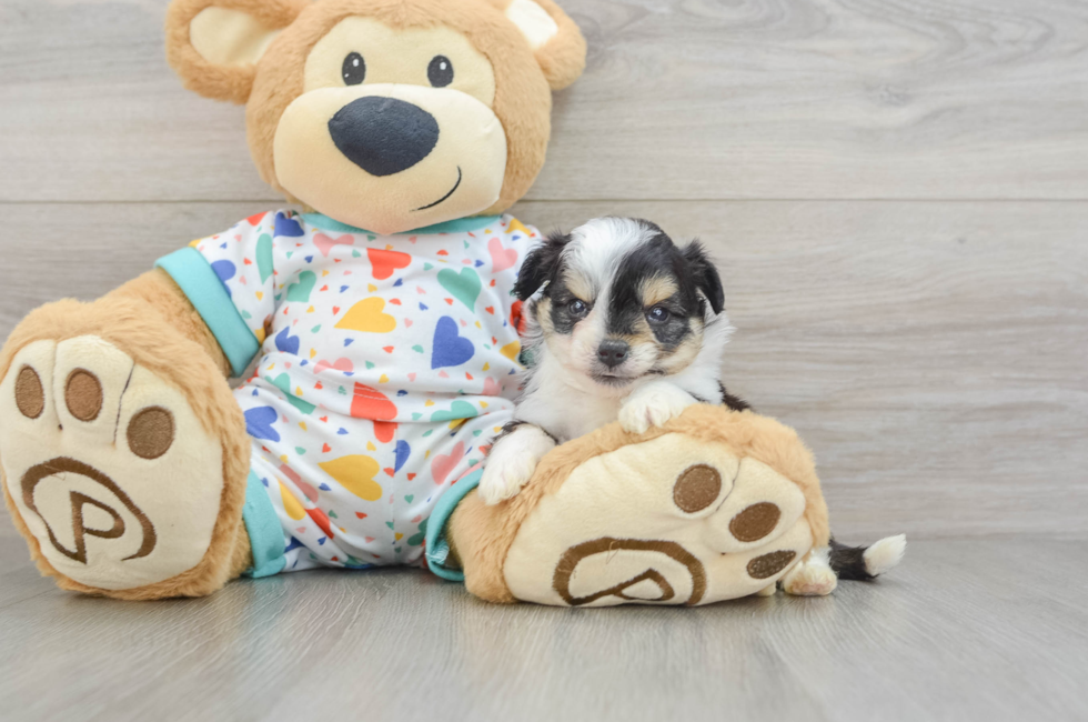 5 week old Aussiechon Puppy For Sale - Pilesgrove Pups