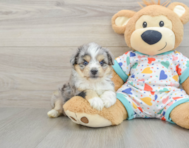 8 week old Aussiechon Puppy For Sale - Pilesgrove Pups