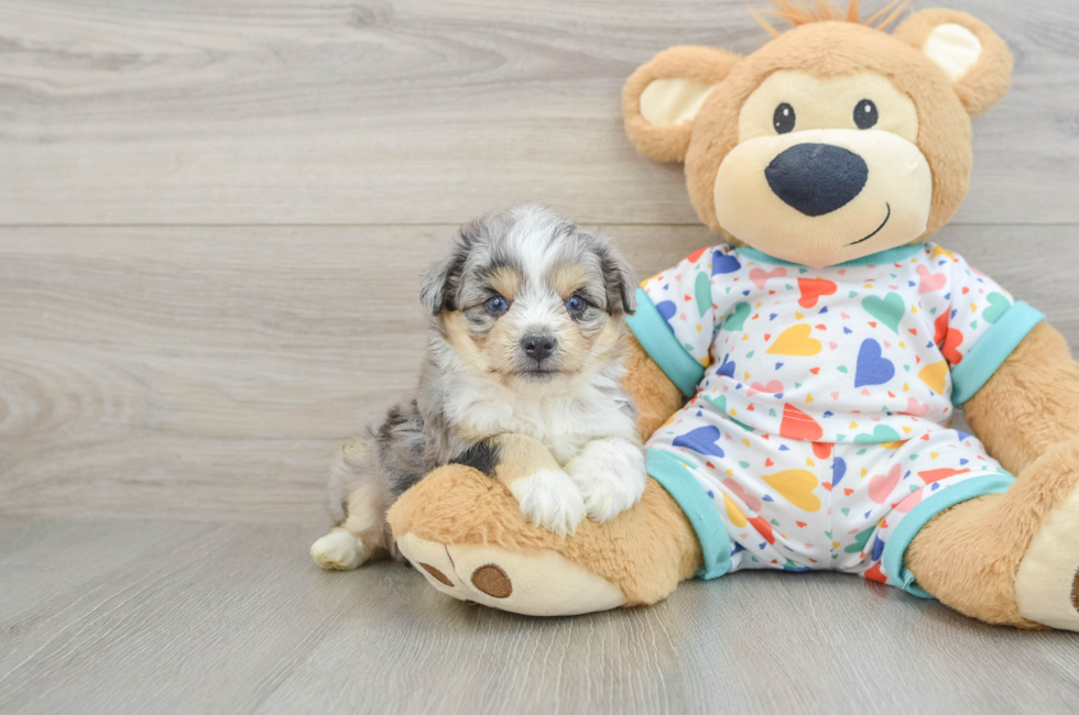 5 week old Aussiechon Puppy For Sale - Pilesgrove Pups