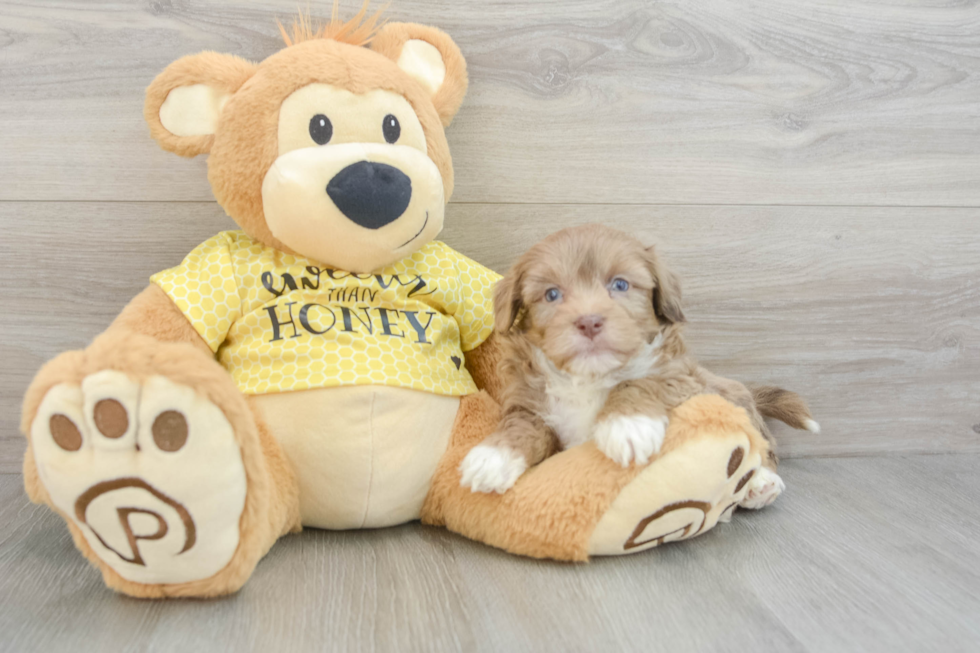 Fluffy Aussiechon Designer Pup