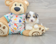 8 week old Aussiechon Puppy For Sale - Pilesgrove Pups