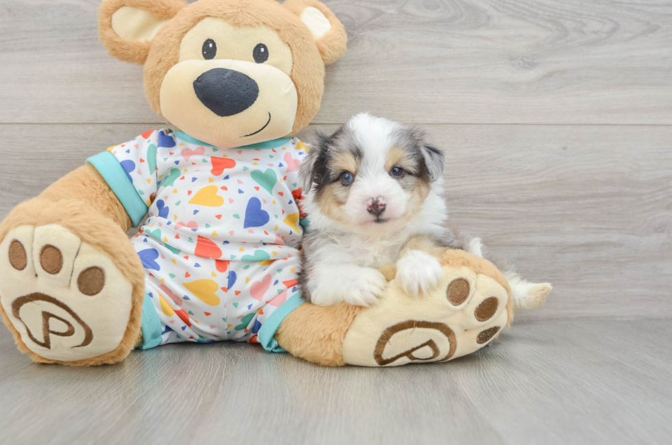 5 week old Aussiechon Puppy For Sale - Pilesgrove Pups
