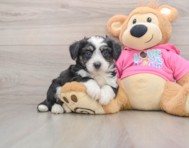 5 week old Aussiechon Puppy For Sale - Pilesgrove Pups