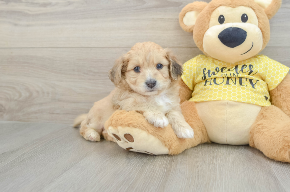 5 week old Aussiechon Puppy For Sale - Pilesgrove Pups