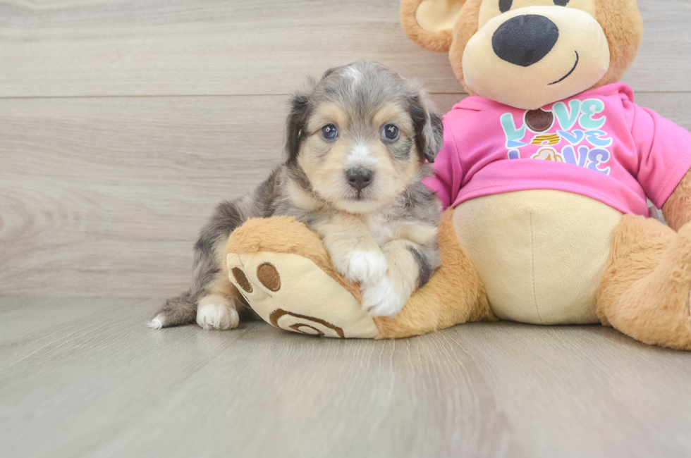 5 week old Aussiechon Puppy For Sale - Pilesgrove Pups