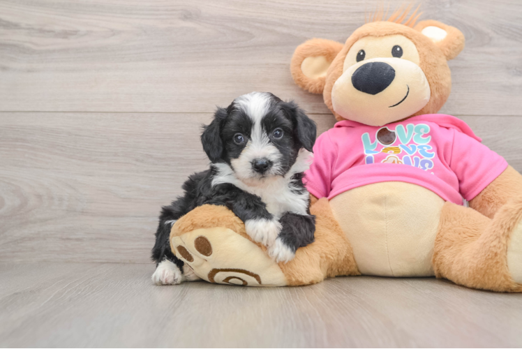 Aussiechon Pup Being Cute