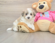 6 week old Aussiechon Puppy For Sale - Pilesgrove Pups