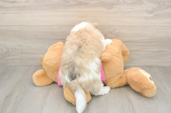 Playful Aussie Bichon Designer Puppy