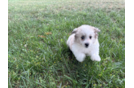 Best Aussiechon Baby