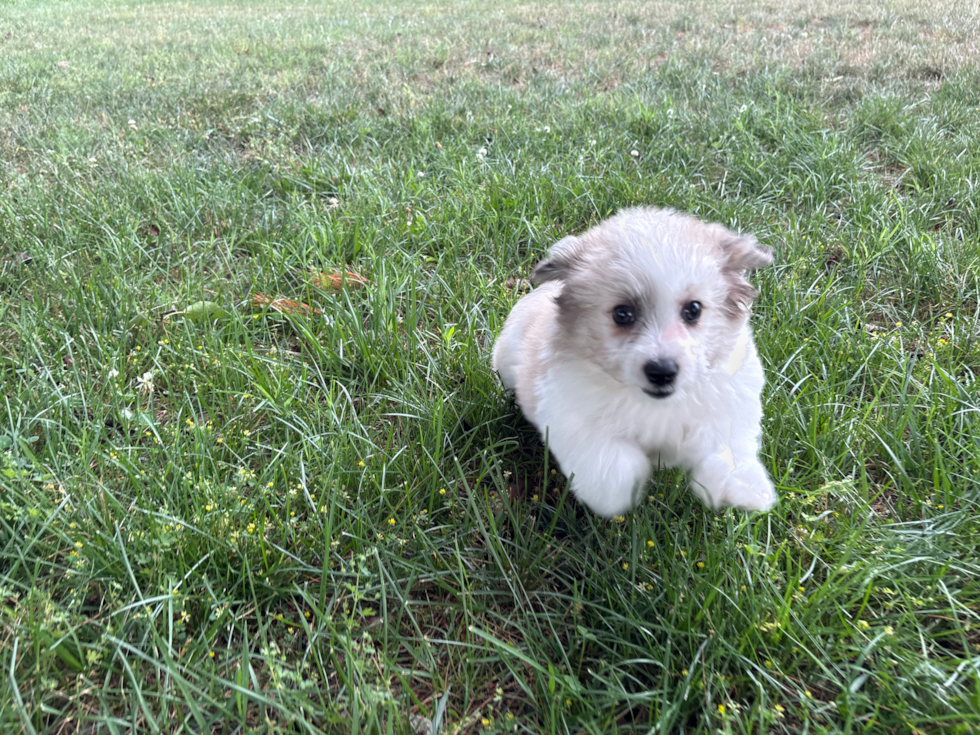 Best Aussiechon Baby