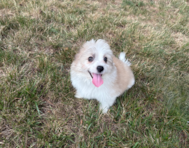 11 week old Aussiechon Puppy For Sale - Pilesgrove Pups